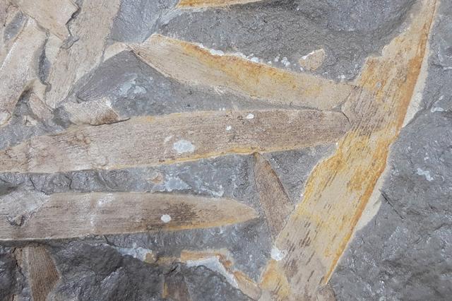 Podozamites distans (PRESL in STERNBERG 1838) - Bild © FossNet FossilienStore